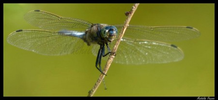 Orthétrum réticulé - Orthetrum cancellatum